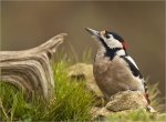 Buntspecht-male-07_11_2017.jpg