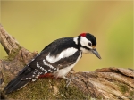 Buntspechtmaennchen-great_spotted_woodpecker-10_04_2016.jpg