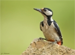 Buntspechtweibchen-Great_Spotted_Woodpecker-auf_einem_Sandstein.jpg