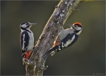 Buntspechtweibchen_mit_Jungvogel-05_06_2016-im_Gegenlicht.jpg