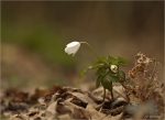 Buschwindroeschen-Anemone_nemorosa-2014.jpg