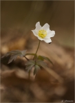 Buschwindroeschen-Anemone_nemorosa-27_03_2015.jpg