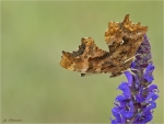 C-Falter-Polygonia_c-album-03_07_2019.jpg