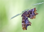 C-Falter-Polygonia_c-album-2015.jpg