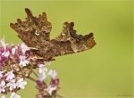 C-Falter-Polygonia_c-album-Nymphalis_c-album-17_08_2016.jpg