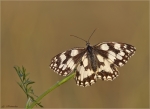 Damenbrett-Melanargia_galathea-03_07_2015.jpg