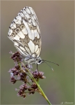 Damenbrett-Melanargia_galathea-2014.jpg