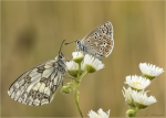 Damenbrett-Melanargia_galathea-Hauhechel-Blaeuling-Polyommatus_icarus.jpg