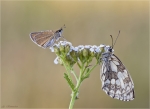 Damenbrett-Melanargia_galathea-Schwarzkolbiger_Braun-Dickkopffalter-Thymelicus_lineola-auf_einer_Bluete.jpg