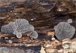 Dichtblaettriger_Liliputseitling-Resupinatus_applicatus-2014.jpg