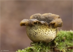 Dickschaliger_Kartoffelbovist_2014.jpg