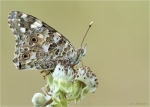 Distelfalter-Vanessa_cardui-19_06_2019.jpg