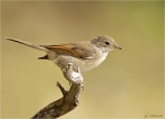 Dorngrasmuecke-Jungvogel-Sylvia_communis-27_06_2017.jpg