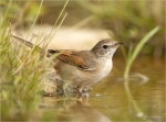 Dorngrasmuecke-Sylvia_communis-16_07_2017.jpg