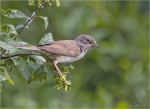 Dorngrasmuecke-Sylvia_communis-2011.jpg