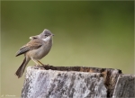 Dorngrasmuecke-common_whitethroat-23_06_2015.jpg