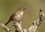 Dorngrasmuecke-common_whitethroat-25_06_2018.jpg