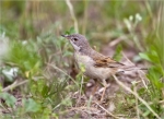 Dorngrasmuecke-common_whitethroat-26_06_2015-maennlich.jpg