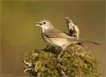 Dorngrasmuecke-common_whitethroat-30_08_2019.jpg