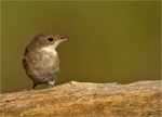 Dorngrasmuecke-common_whitethroat-Jungvogel-21_06_2018.jpg
