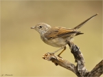 Dorngrasmuecke-common_whitethroat-Jungvogel-27_06_2017.jpg