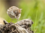 Dorngrasmuecke-common_whitethroat-Jungvogel-30_06_2016.jpg