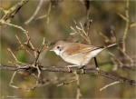 Dorngrasmuecke-common_whitethroat-Weibchen.jpg