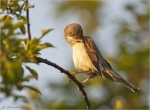 Dorngrasmuecke-common_whitethroat-maennlich-im_Morgenlicht.jpg