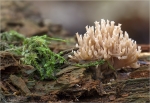 Dreifarbige_Koralle-Ramaria_formosa.jpg