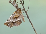 Dreistreifiger_Mondfleckspanner-Selenia_dentaria.jpg