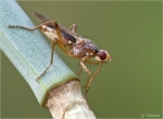 Dungfliege-Norellia_spinipes.jpg