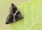 Dunkelbraune_Brombeereule-Dysgonia_algira-23_06_2019.jpg