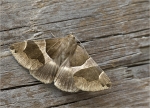 Dunkelbraune_Brombeereule-Dysgonia_algira.jpg