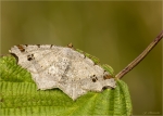 Dunkelgrauer_Eckfluegelspanner-macaria_alternata.jpg