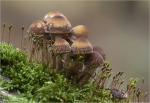 Dunkelrandiger_Duengerling-Panaeolus_subbalteatus.jpg