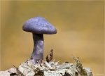 Dunkelvioletter_Schleierling-Cortinarius_violaceus.jpg