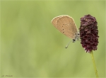 Dunkler_Wiesenknopf-Ameisenblaeuling-Phengaris_nausithous.jpg