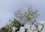 Ebenaestige_Rentierflechte-Cladonia_portentosa-15_01_2017.jpg
