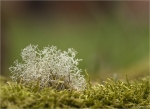 Ebenaestige_Rentierflechte-Cladonia_portentosa.jpg