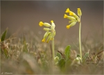 Echte_Schluesselblume-11_04_2015.jpg