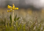 Echte_Schluesselblume-Primula_veris--30_04_2016.jpg
