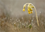 Echte_Schluesselblume-Primula_veris-06_04_2015.jpg