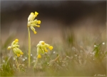 Echte_Schluesselblume-Primula_veris-11_04_2015.jpg