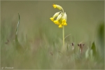 Echte_Schluesselblume-Primula_veris.jpg