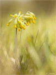 Echte_Schluesselblume-Primula_veris_2014.jpg