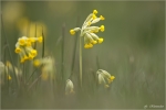 Echte_Schluesselblume.jpg