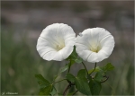 Echte_Zaunwinde-Calystegia_sepium.jpg