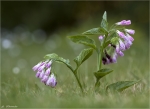 Echter_Beinwell-Symphytum_officinale.jpg