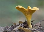 Echter_Pfifferling-Cantharellus_cibarius.jpg