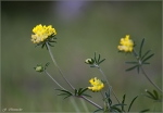 Echter_Wundklee-Anthyllis_vulneraria.jpg